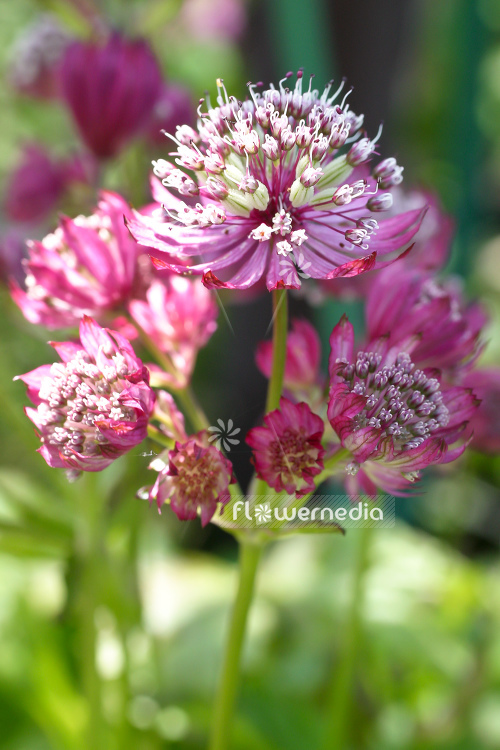 Astrantia major 'Rubra' - Great masterwort (105296)