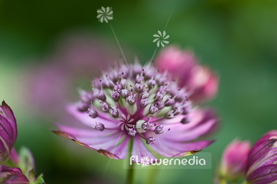 Astrantia major 'Rubra' - Great masterwort (105297)