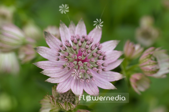 Astrantia maxima - Largest masterwort (102638)