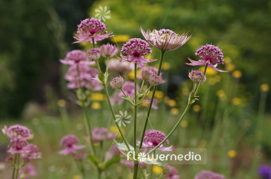 Astrantia maxima - Largest masterwort (102639)