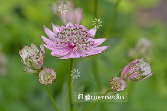 Astrantia maxima - Largest masterwort (105298)