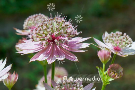 Astrantia maxima - Largest masterwort (105299)