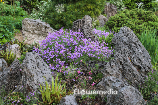 Aubrieta in rock garden (113163)