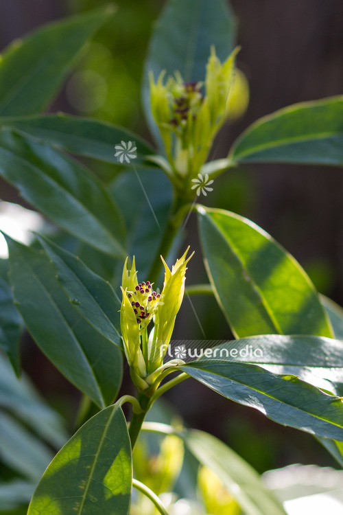 Aucuba japonica - Spotted laurel (102664)