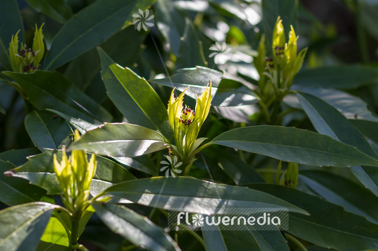 Aucuba japonica - Spotted laurel (102665)