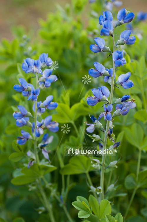 Baptisia australis - False blue indigo (100444)