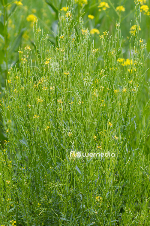 Barbarea verna - American cress (111724)