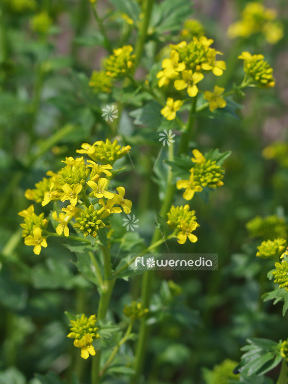 Barbarea vulgaris - Bittercress (100446)