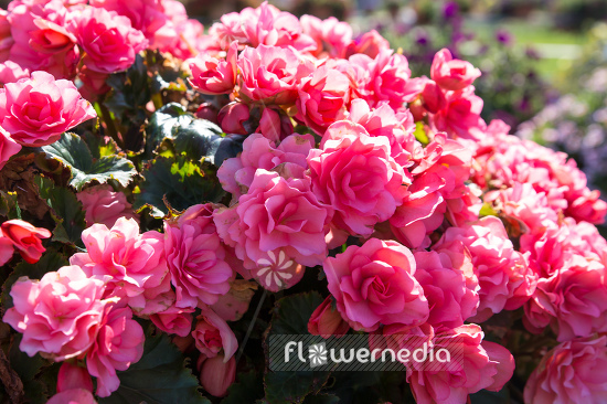 Begonia 'Elatior Chloe' - Begonia (109776)