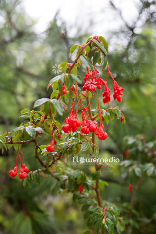 Begonia fuchsioides - Fuchsia begonia (109782)