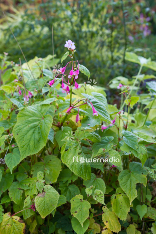 Begonia grandis var. evansiana - Begonia (109785)