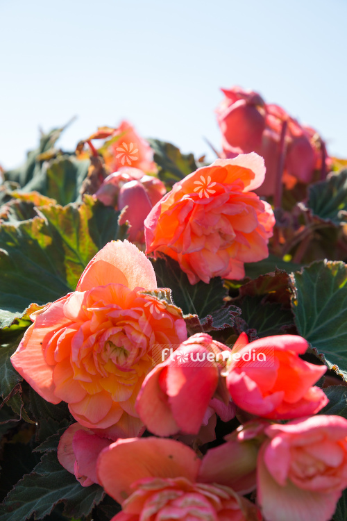 Begonia 'Scentiment Just Peachy' - Begonia (109794)