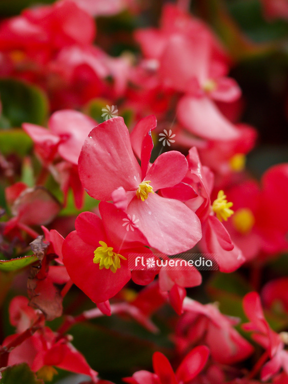 Begonia semperflorens - Wax plant (109667)