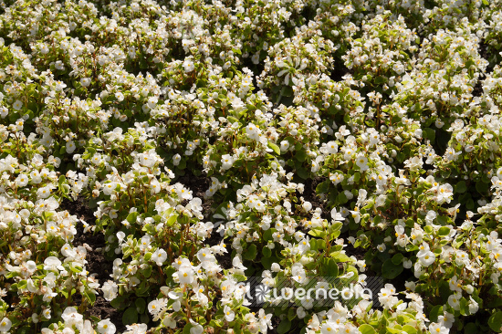 Begonia semperflorens - Wax plant (109804)