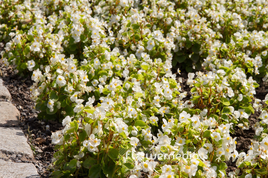 Begonia semperflorens - Wax plant (109805)