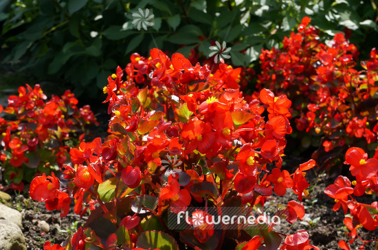 Begonia semperflorens - Wax plant (109810)