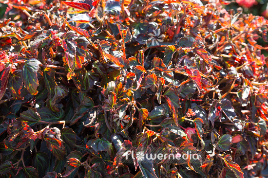 Begonia 'Summerwings Ebony and Coral' - Begonia (109819)