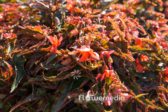 Begonia 'Summerwings Orange Elegance' - Begonia (109821)
