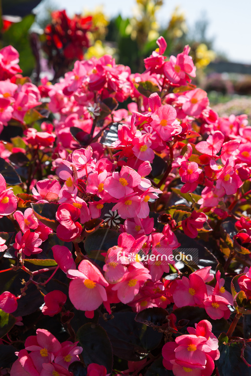 Begonia x benariensi 'Rose With Bronze Leaf' - Begonia (109825)