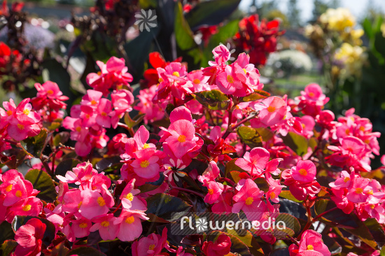 Begonia x benariensi 'Rose With Bronze Leaf' - Begonia (109826)