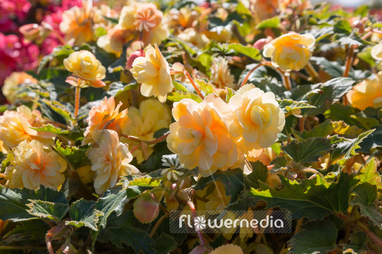 Begonia x tuberhybrida 'Belina Yellow' - Begonia (109828)
