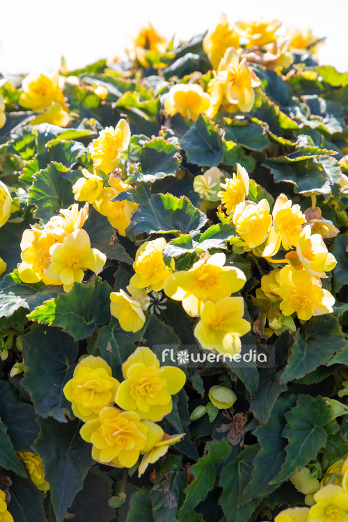 Begonia x tuberhybrida 'Lemondrops' - Begonia (109830)