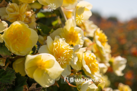 Begonia x tuberhybrida 'Nonstop Joy Yellow' - Begonia (109840)