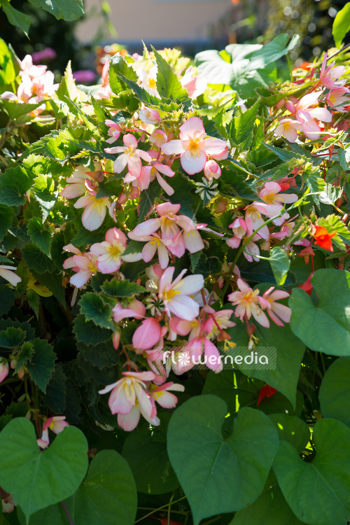 Begonia x tuberhybrida 'Pendula-Hybrids' - Hanging tuberous begonia (110468)