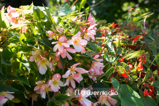 Begonia x tuberhybrida 'Pendula-Hybrids' - Hanging tuberous begonia (110469)