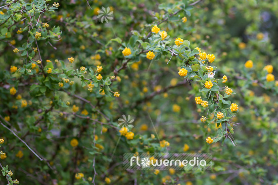Berberis congestiflora - Barberry (102683)