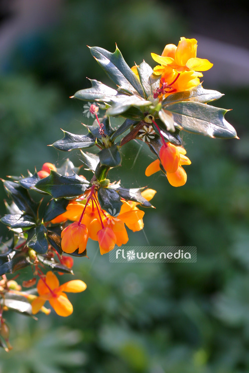 Berberis linearifolia - Barberry (102688)