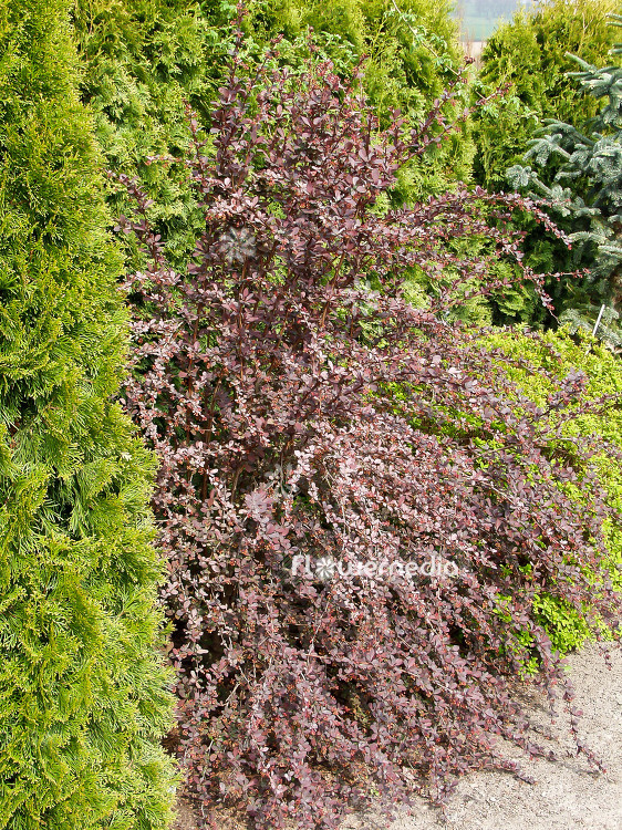 Berberis thunbergii 'Atropurpurea' - Purple japanese barberry (100457)