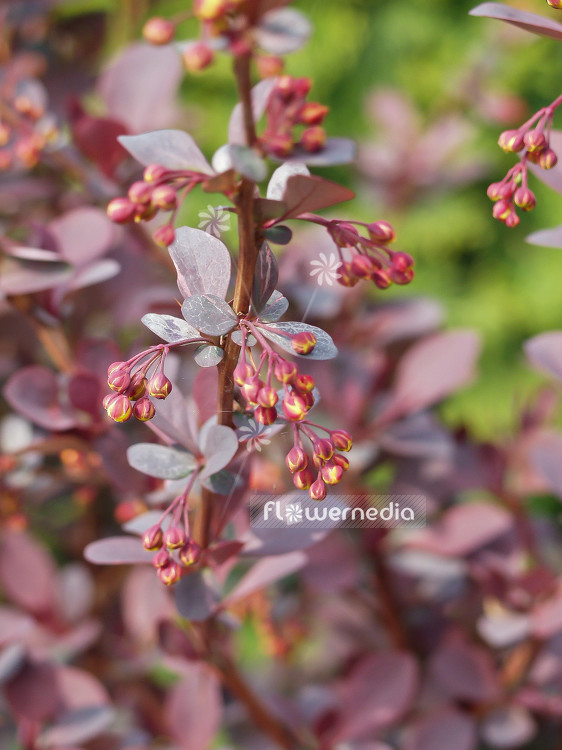 Berberis thunbergii 'Atropurpurea' - Purple japanese barberry (100458)