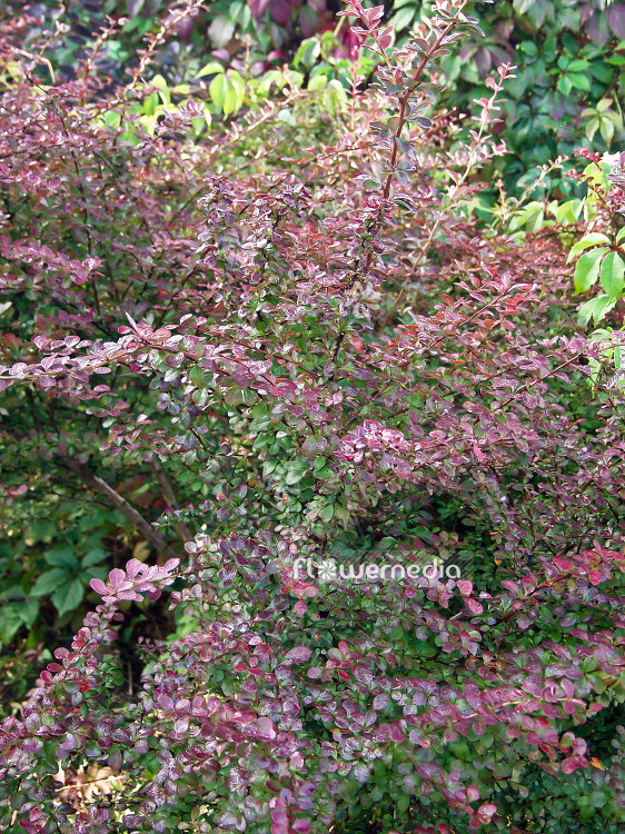 Berberis thunbergii 'Atropurpurea' - Purple japanese barberry (100459)