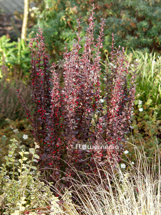 Berberis thunbergii 'Hellmond Pillar' - Japanese barberry (100460)