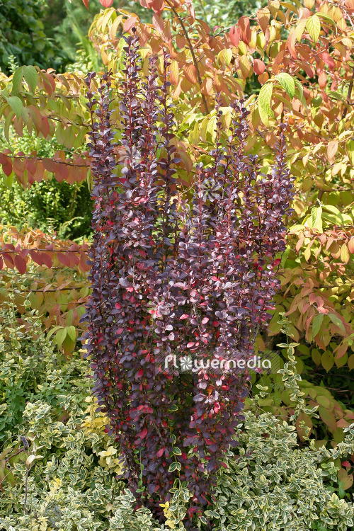 Berberis thunbergii 'Red Pillar' - Japanese barberry (102692)