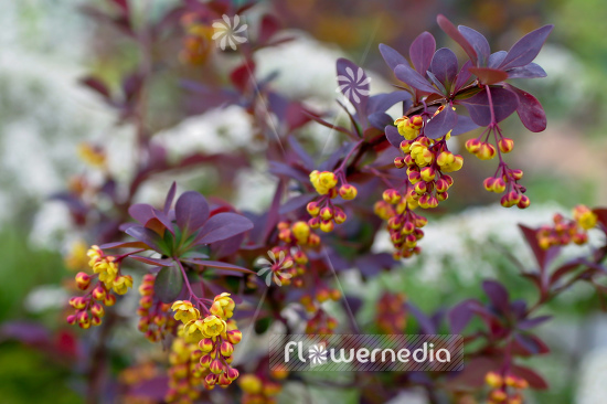 Berberis x ottawensis f. purpurea 'Superba' - Purple barberry (105312)