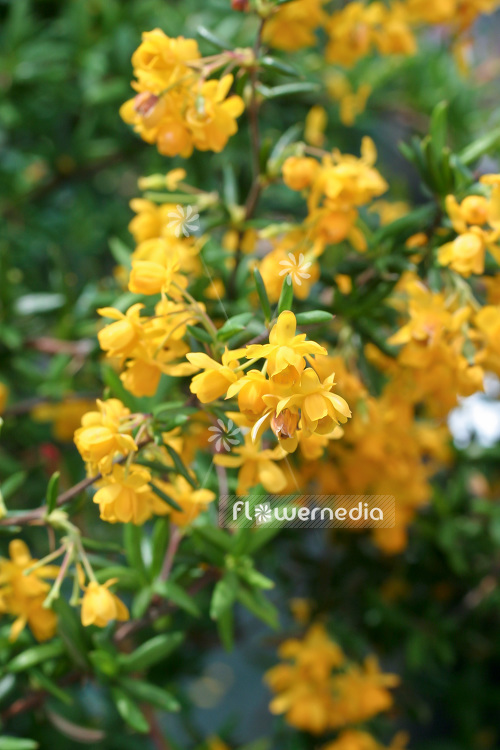 Berberis x stenophylla - Golden barberry (102694)