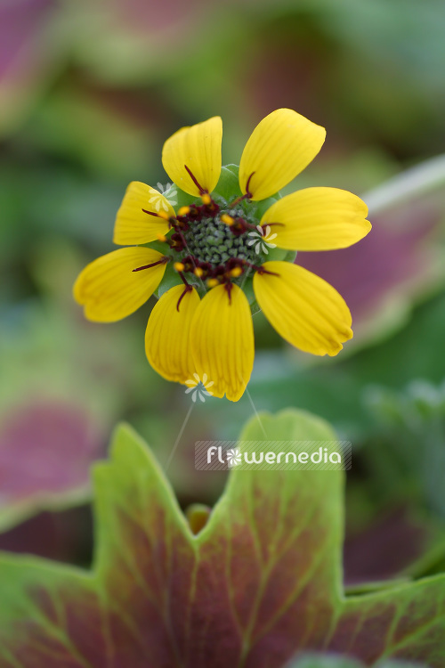 Berlandiera lyrata - Chocolate flower (102711)