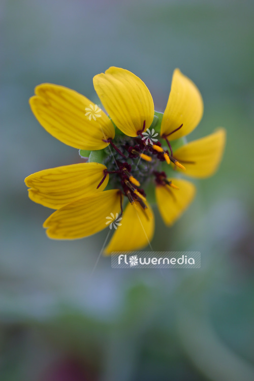Berlandiera lyrata - Chocolate flower (102712)
