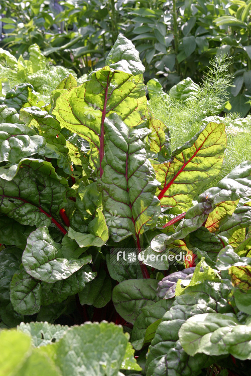 Beta vulgaris ssp. vulgaris - Chard (102715)