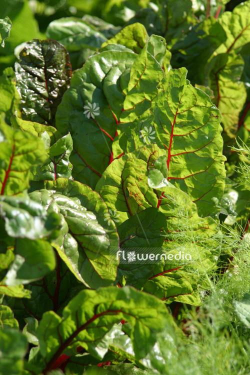 Beta vulgaris ssp. vulgaris - Chard (102716)
