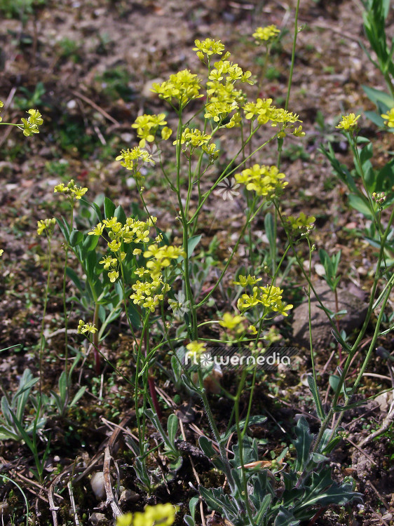 Biscutella laevigata - Buckler mustard (100467)