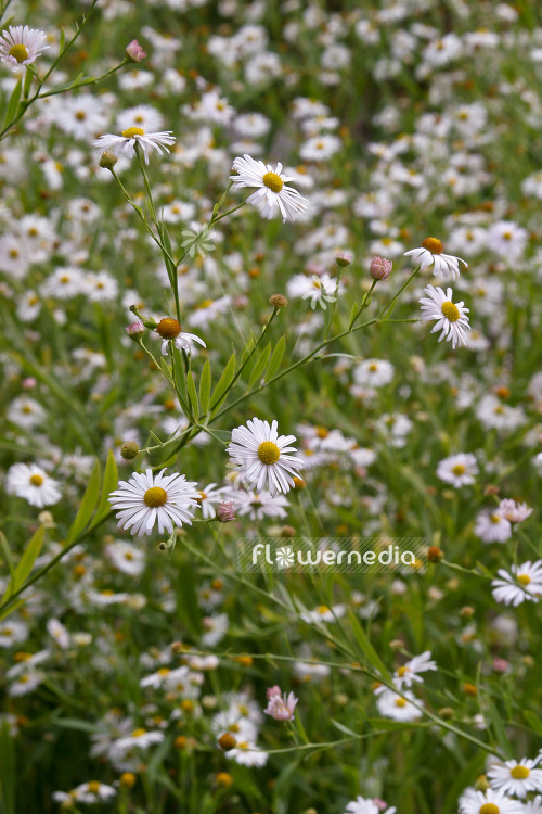 Boltonia asteroides var. recognita - False chamomile (102730)