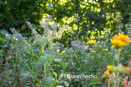 Borago officinalis - Borage (106754)