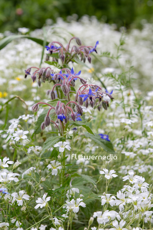 Borago officinalis - Borage (106823)