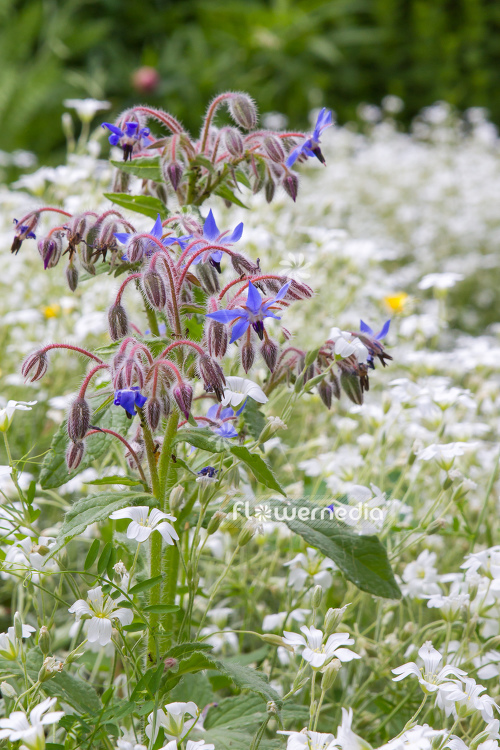 Borago officinalis - Borage (106824)