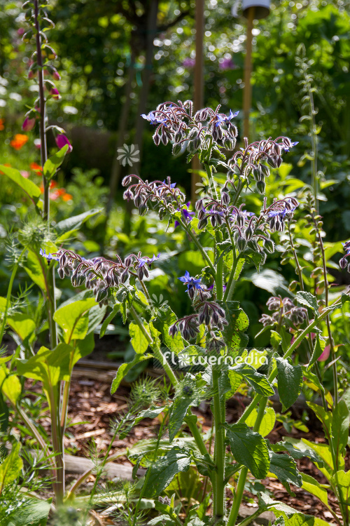 Borago officinalis - Borage (106827)