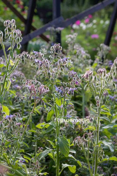 Borago officinalis - Borage (106833)
