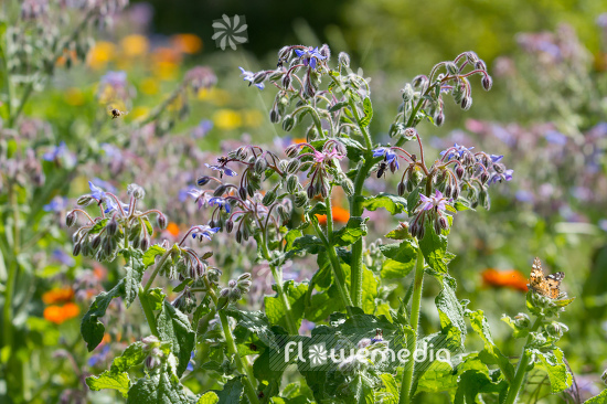 Borago officinalis - Borage (106838)